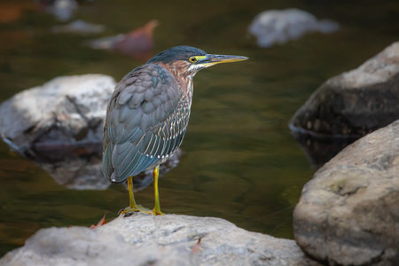 Green heron scans a stream for minnows or crayfish
