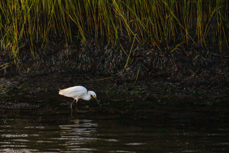 A white egret in the salt marshes near Little Egg Harbor, New Jersey