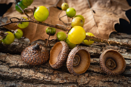 Still life with acorn caps, green vine fruit and dried leaf on a section of tree bark