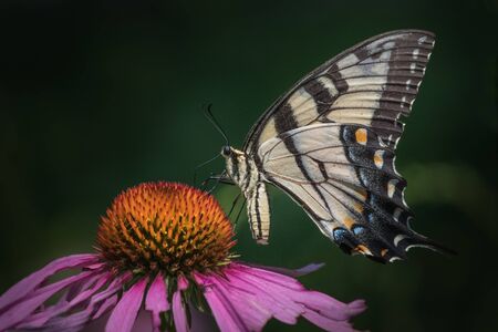 A profile shot of a black and yellow swallowtail butterfly feeding on a coneflower in a Pennsylvania meadowの写真素材