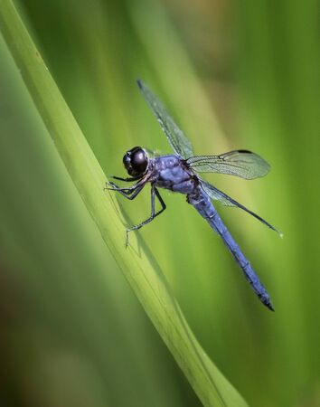 A slaty skimmer dragonfly holds onto a blade of sawgrass against a blurred green background in eastern Pennsylvaniaの写真素材