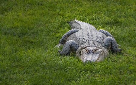 An american alligator appears to grin in this low-level portrait on grassの写真素材