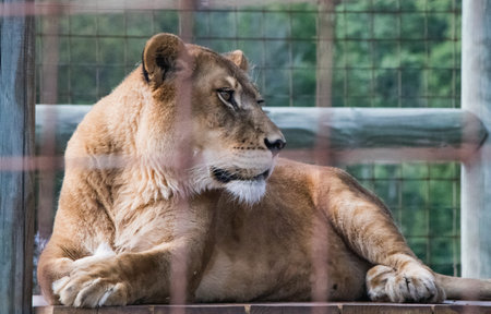 Profile of a female lion in her cage taken from the side