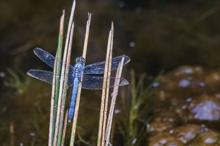A blue dasher dragonfly takes a pause on some dried reeds next to a lake in eastern Pennsylvaniaの写真素材