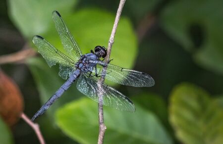 A slaty skimmer dragonfly next to Scotts Run Lake in eastern Pennsylvaniaの写真素材