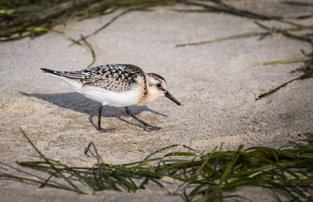 A sanderling shore bird seeks food on the beach surrounded by salt hayの写真素材