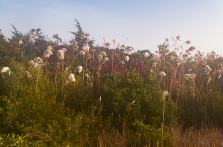 Early morning view of seaside shrubbery in the morning light
