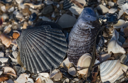 Close up of an assortment of shells and miscellaneous detritus along the beach on Long Beach Island,...