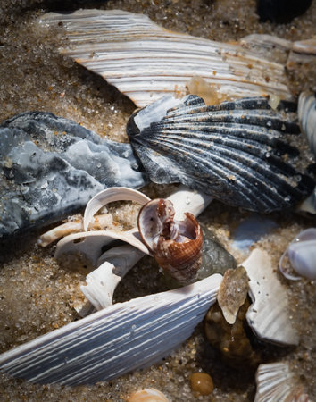Close up of an assortment of shells and miscellaneous detritus along the beach on Long Beach Island,...
