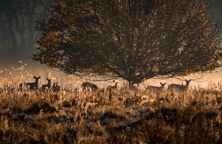 A group of deer gathers in the morning mist in Wyomissing Park in eastern Pennsylvaniaの写真素材