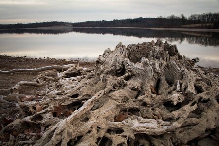 A shot of Blue Marsh Lake and  the far shore in winter with a  tree cut down when the dam was built in the foregroundの写真素材