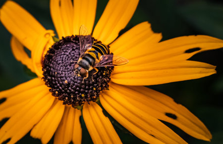 A Hover Fly feeds on the center of a black-eyed susan flower past its primeの写真素材