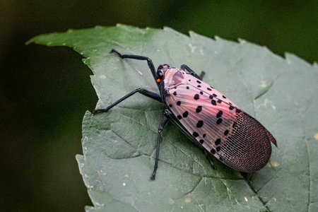 Portrait of a single spotted lanternfly against a natural background in Berks County, PA