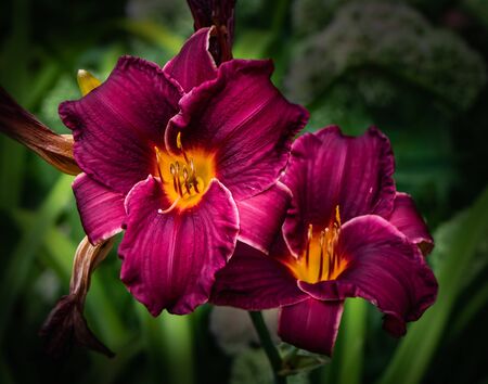 A brace of crimson or burgundy daylilies in a field in eastern Pennsylvaniaの写真素材