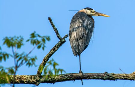 A great blue heron stands on a tree bough on one leg against a background of a deep blue sky and leafy branchesの写真素材