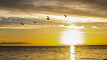 Five birds in flight over the Gulf of Mexico at Bonita Beach, FL at sunsetの写真素材