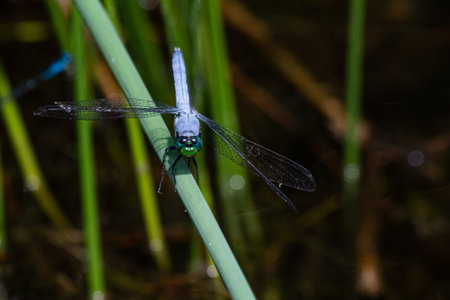 A blue dasher dragonfly rests briefly on a slender green plant in French Creek State Park