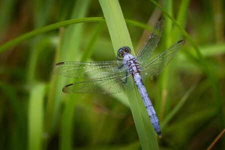 A blue dasher dragonfly in its natural habitat in eastern Pennsylvaniaの写真素材