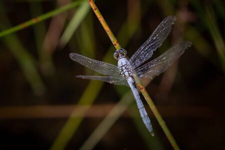 A blue dasher dragonfly in its natural habitat in eastern Pennsylvaniaの写真素材