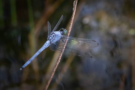 A blue dasher dragonfly in its natural habitat in eastern Pennsylvaniaの写真素材
