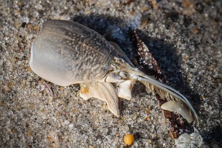 Still life shot of a sand crab exoskeleton  found while beachcombing at the Jersey shoreの写真素材