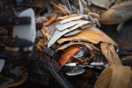 Still life shot of  shells fragments, rusted metal and scraps of seaweed at the Jersey shoreの写真素材