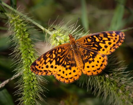 A pearl crescent butterfly resting on some plants in a Pennsylvania meadowの写真素材