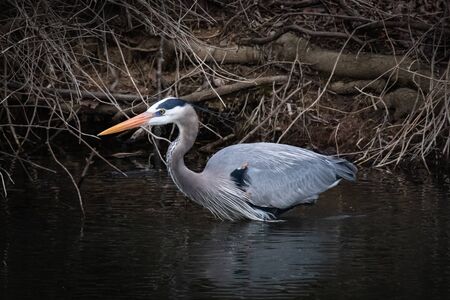 Close up of a great blue heron walking next to the shore of a stream in eastern Pennsylvaniaの写真素材