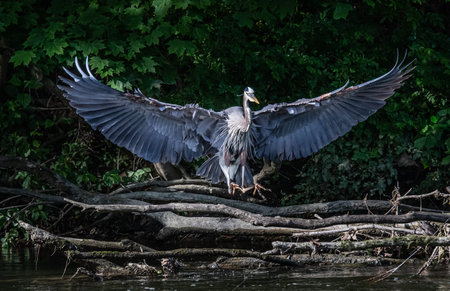 A great blue heron performs a flawless landing with outstretched wings on a stream in eastern...