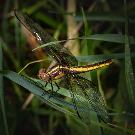 Close up of a yellow and brown dragonfly resting amid a profusion of green leavesの写真素材