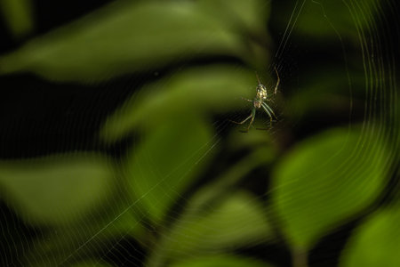 An orchard orbweaver suspended on its web in a Pennsylvania meadow