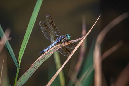 A blue dasher dragonfly pauses on a plant against a blurred natural backgroundの写真素材