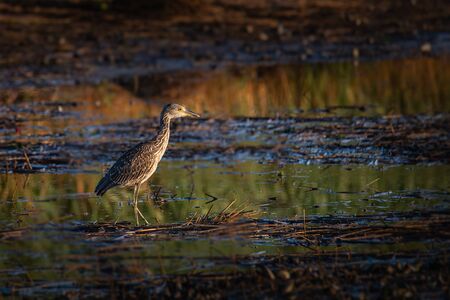 A juvenile black-crested night heron greets the sunrise in a new Jersey salt marshの写真素材