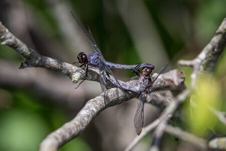 Two slaty skimmer dragonflies observed during an intimate moment in a lakeside bush in eastern Pennsylvaniaの写真素材