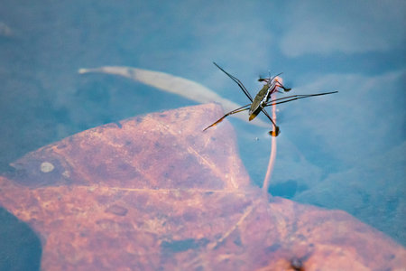 A water spider floats above a colorful leaf beneath the waters of Tulpehocken Creekの写真素材