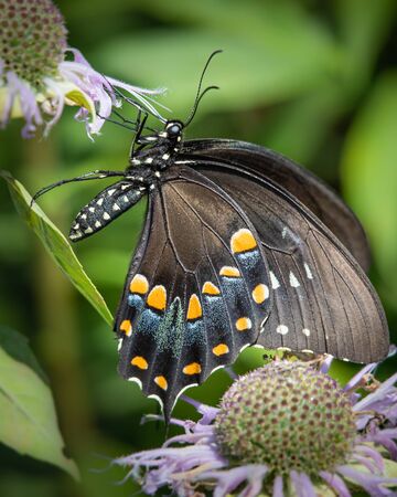Close up of a black swallowtail butterfly enjoying a meal of nectar from some bee balm flowersの写真素材