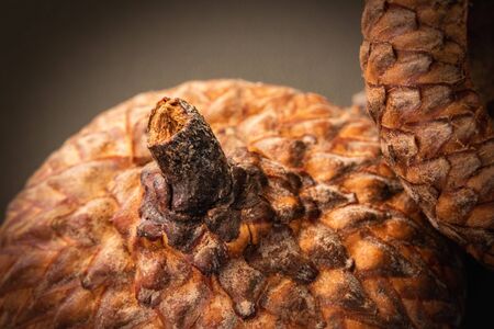 Natural still life with acorn caps - fall in Pennsylvaniaの写真素材