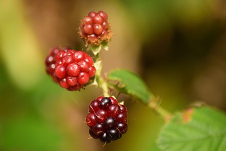 Blackberries in the wildの写真素材