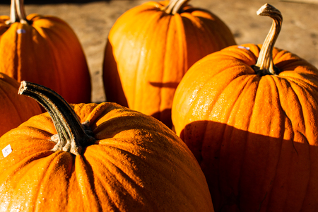 Pumpkin in autumn Sunの写真素材