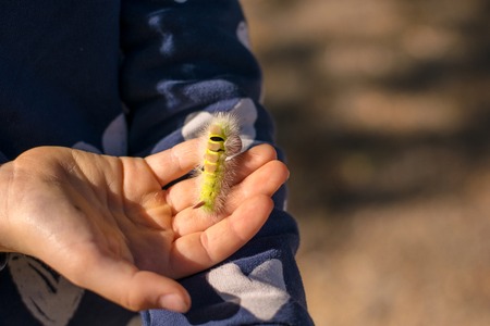 Caterpillar on a handの写真素材