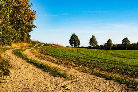 Offroad way in the nature