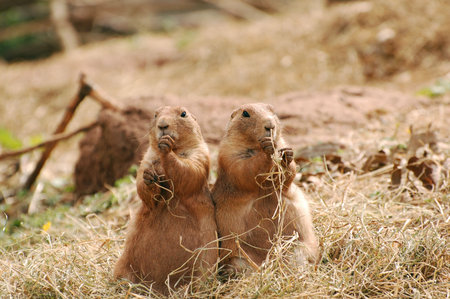 Cheeky prairie dogの写真素材