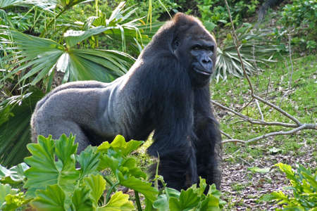 A large silverback - looks like he's grinning - he must know something we don'tの写真素材