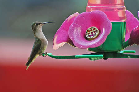 A hummingbird sitting on the bird feederの写真素材
