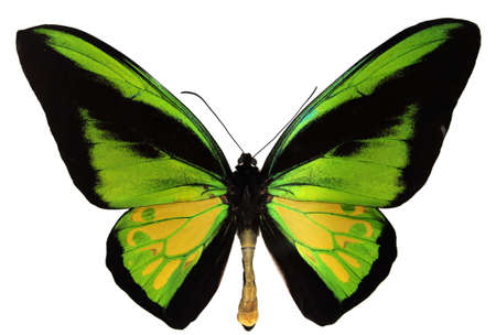 Goliath Birdwing Butterfly - Ornithoptera Goliath - the second-largest butterfly in the world.の写真素材