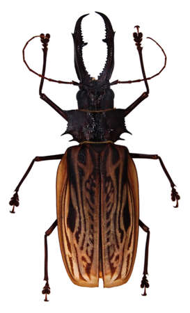An unknown stag beetle isolated on whiteの写真素材
