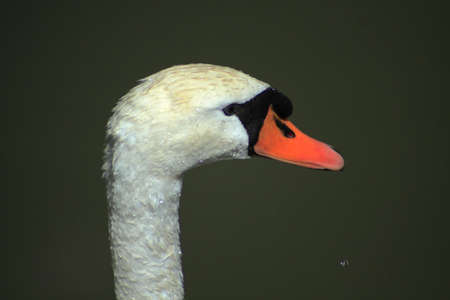 A wet swan head over a green riverの写真素材