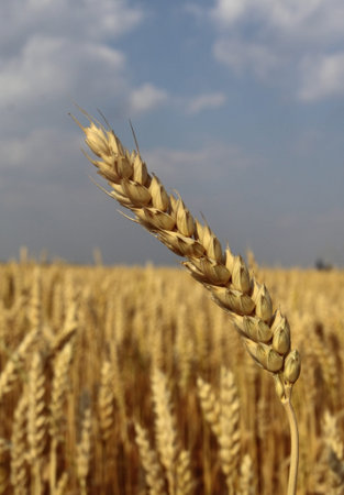 Stalk of wheat set in front of a field