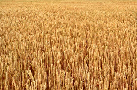 Field of wheat as far as the eye can seeの写真素材