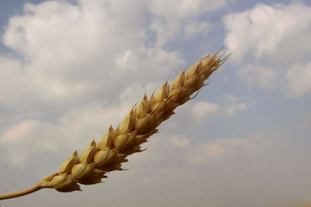 Stalk of wheat against the skyの写真素材